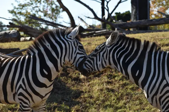 Jet10 Kazino Atbalsts